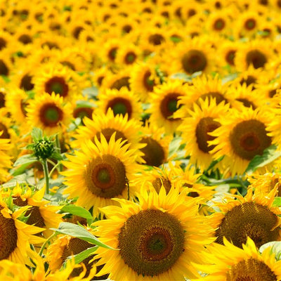 RAUSCH Hairspray Flexible Non-Aerosol - COSMONDO