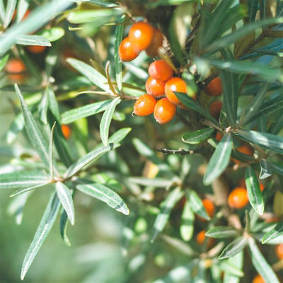 RAUSCH Hairspray Strong Aerosol - COSMONDO